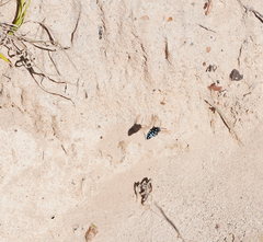 Thyreus caeruleopunctatus