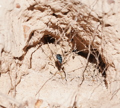 Thyreus caeruleopunctatus