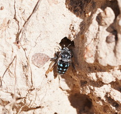 Thyreus caeruleopunctatus