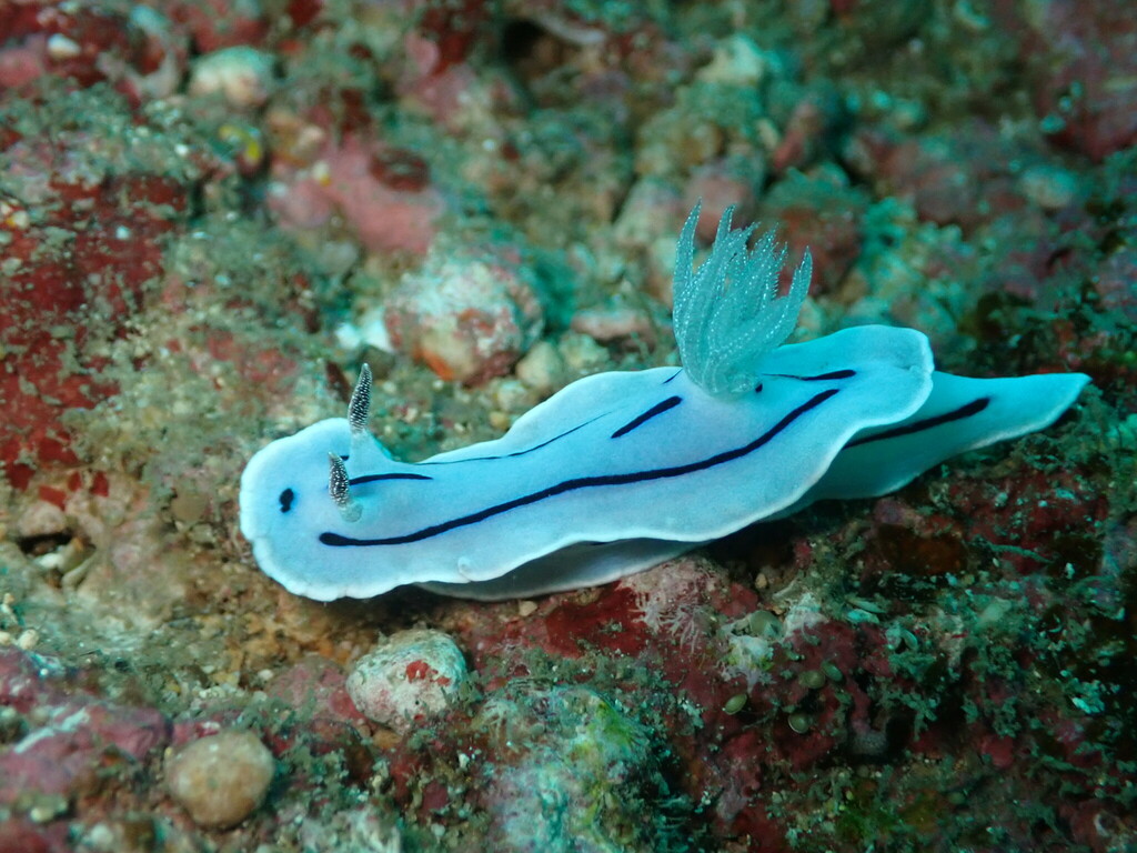 Striped White Sea Slug
