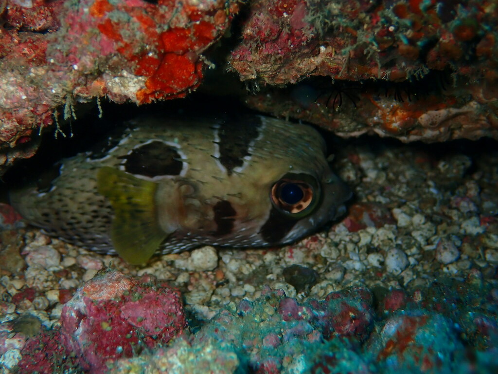 Black-blotched porcupinefish