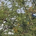 Acacia hockii