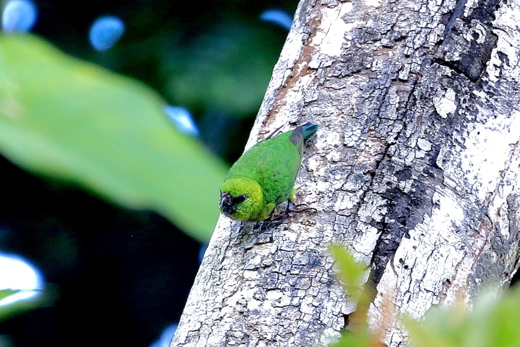 Finsch's Pygmy-Parrot photo