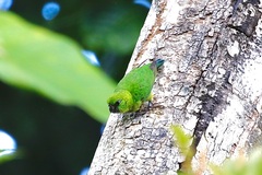 Finsch's Pygmy-Parrot photo 2