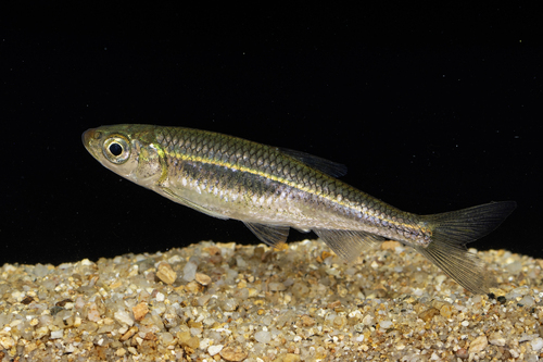 Hainan-mesvoorn (Pseudohemiculter hainanensis) — Cyprinidae