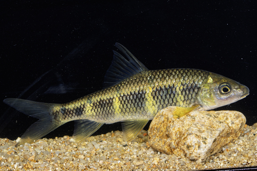 Iriserende barbeel (Acrossocheilus iridescens) — Cyprinidae