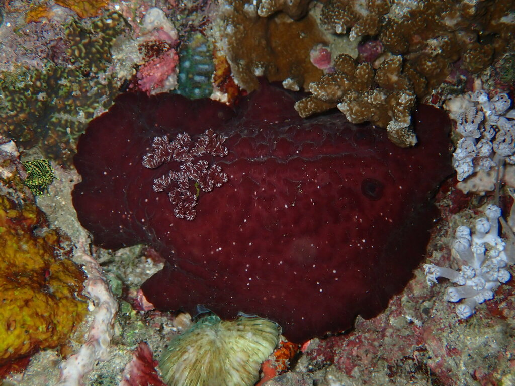 Asteronotus hepaticus
