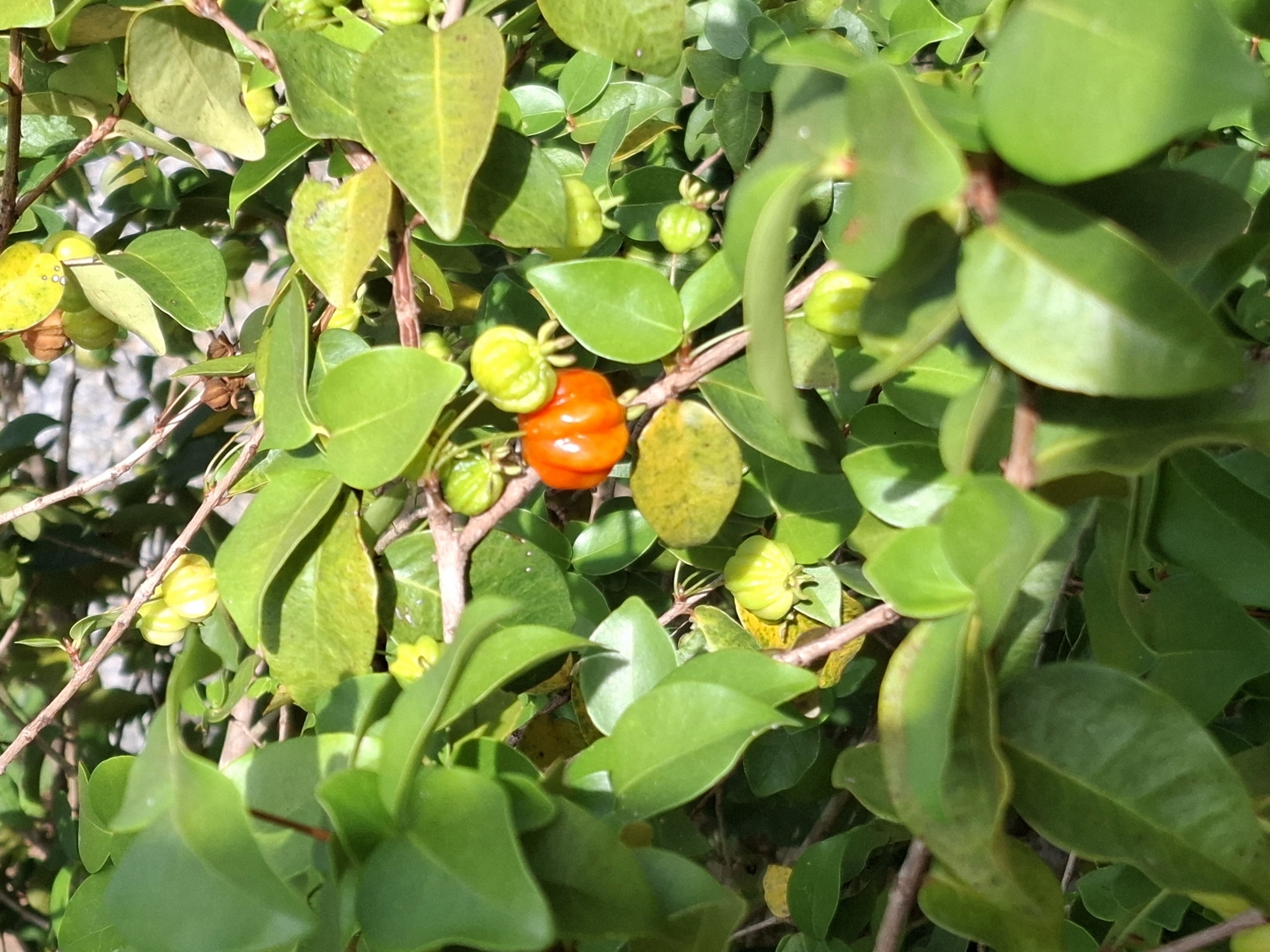Eugenia uniflora