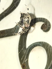 Araneae