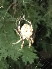 Araneae