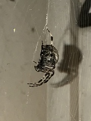 Araneae