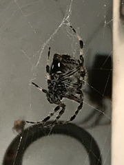 Araneae