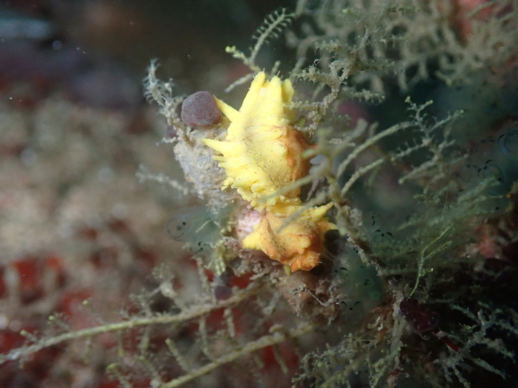Robust Sea Cucumber