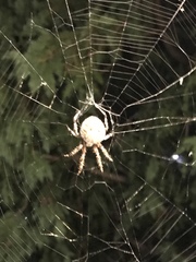 Araneae