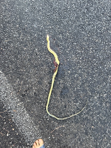 Common Tree Snake sighting