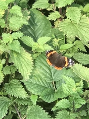 Vanessa atalanta