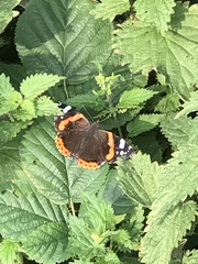 Vanessa atalanta