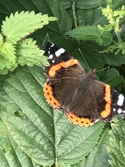 Vanessa atalanta