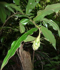 Costus bracteatus