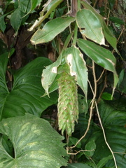 Costus bracteatus