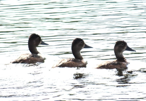 Ring-necked Duck