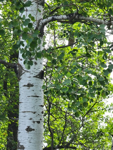 quaking aspen