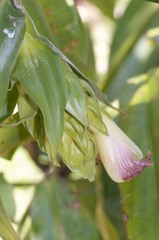 Costus bracteatus