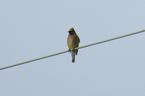 Cedar Waxwing