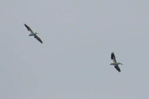 American White Pelican