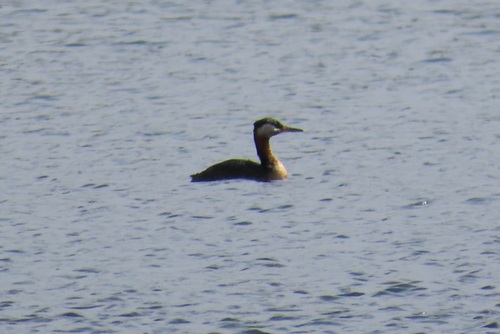 Red-necked Grebe