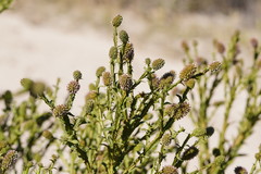 Pterocaulon serrulatum