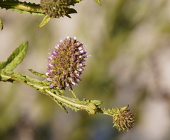 Pterocaulon serrulatum