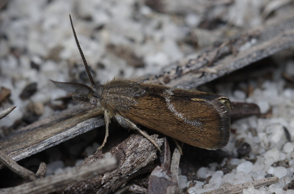 Miscera mesochrysa