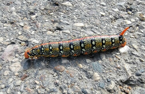Leafy Spurge Hawkmoth