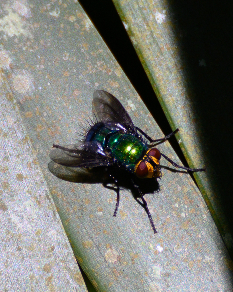 Stilbomyella