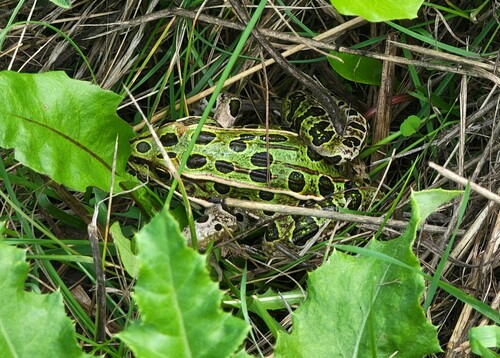 Northern Leopard Frog