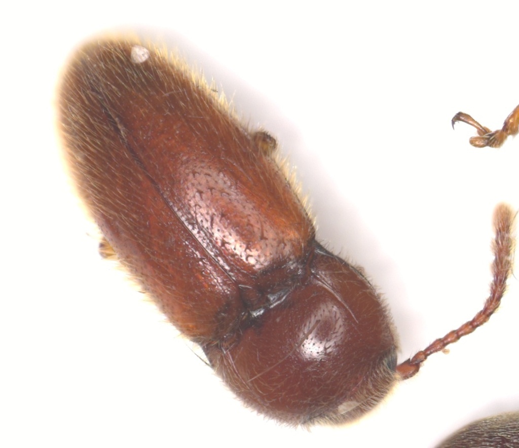 Anischiinae