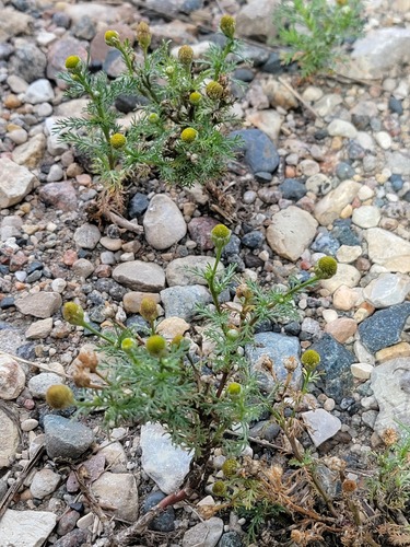 pineapple-weed