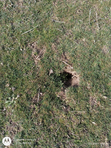 European Ground Squirrel