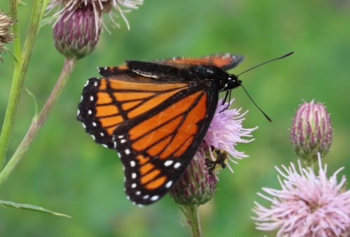 Viceroy