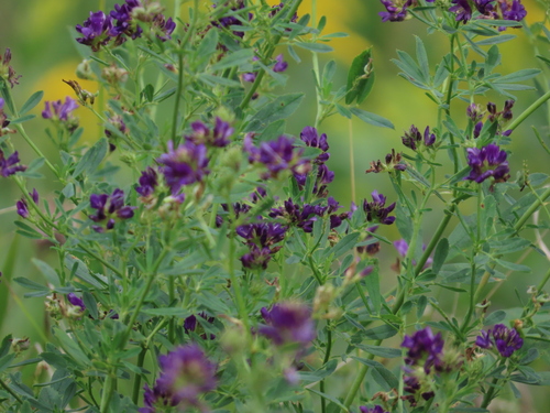 Sand Lucerne