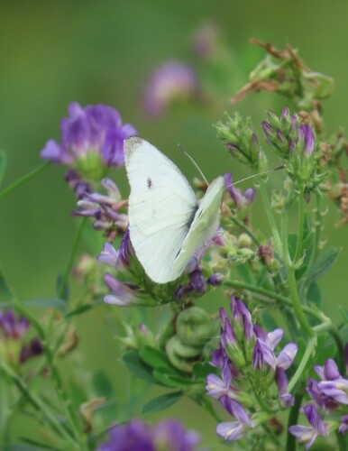 Small White