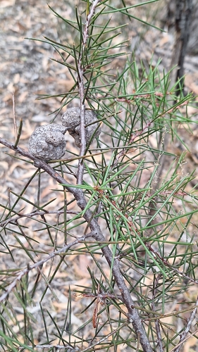 Image of Hakea vittata by no rights reserved