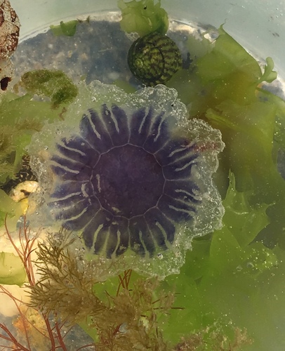 Blue Jelly, photo 3 of 10