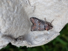 Mesoligia literosa