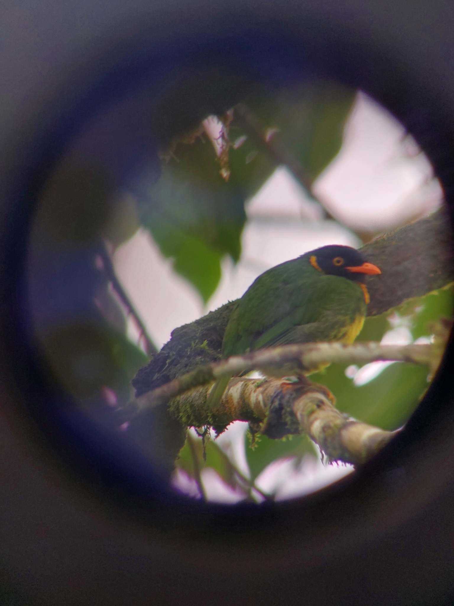 Orange-breasted Fruiteater (Pipreola jucunda), photo 8
