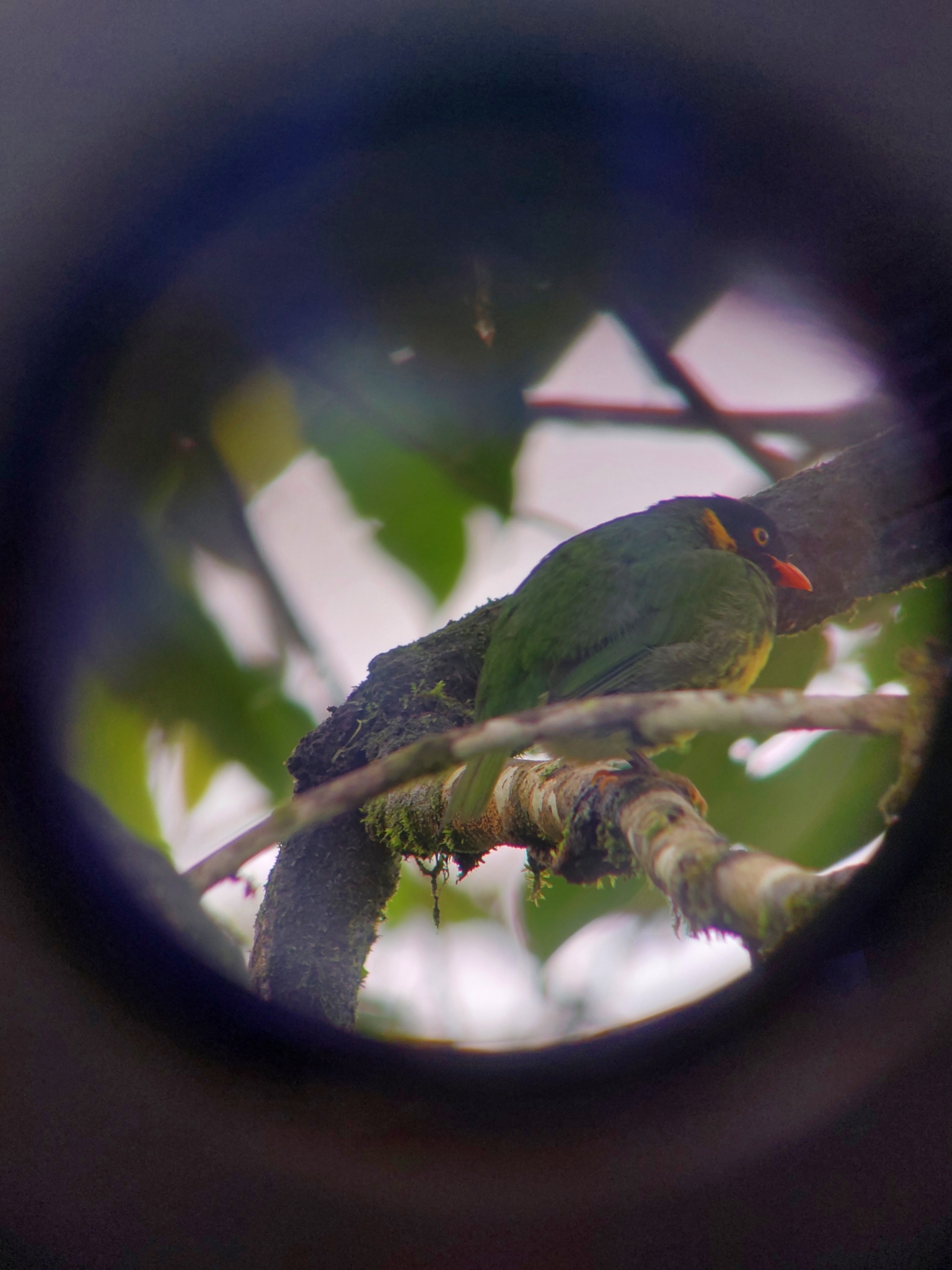 Orange-breasted Fruiteater (Pipreola jucunda), photo 9