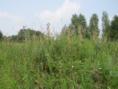 Astragalus alopecurus