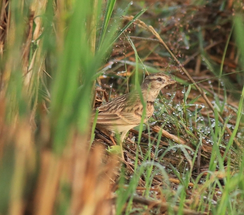 Mongolian Short-toed Lark (Calandrella dukhunensis), photo 9