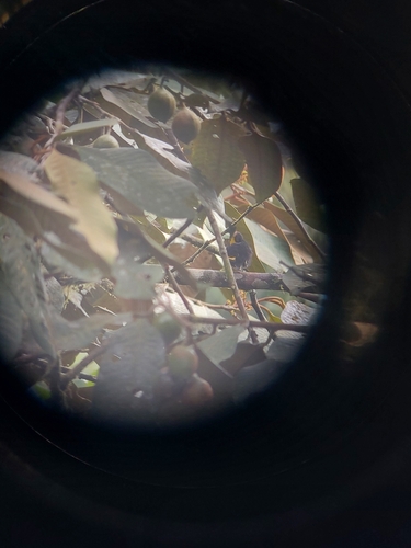 Golden-winged Manakin (Masius chrysopterus), photo 4